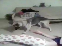 Sexo casero con mi perro