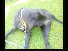 P3 Alicia Analcasting