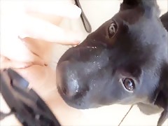 Caperucita viciosa vs lobo guarrete